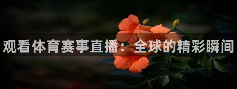 观看体育赛事直播：全球的精彩瞬间